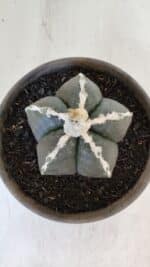 ASTROPHYTUM MYRIOSTIGMA Nº 963  – vaso 15 - Imagem 3