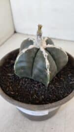 ASTROPHYTUM MYRIOSTIGMA Nº 963  – vaso 15 - Imagem 9