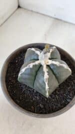 ASTROPHYTUM MYRIOSTIGMA Nº 963  – vaso 15 - Imagem 8