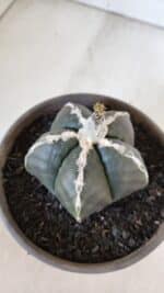 ASTROPHYTUM MYRIOSTIGMA Nº 963  – vaso 15 - Imagem 7