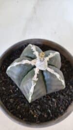 ASTROPHYTUM MYRIOSTIGMA Nº 963  – vaso 15 - Imagem 6