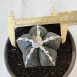 ASTROPHYTUM MYRIOSTIGMA Nº 963  – vaso 15