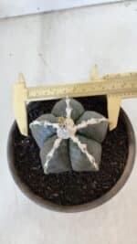 ASTROPHYTUM MYRIOSTIGMA Nº 963  – vaso 15