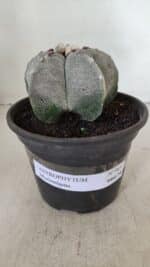 ASTROPHYTUM MYRIOSTIGMA Nº 965 – vaso 15 - Imagem 2