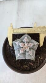 ASTROPHYTUM MYRIOSTIGMA Nº 965  – vaso 15