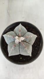 ASTROPHYTUM MYRIOSTIGMA Nº 965 – vaso 15 - Imagem 3