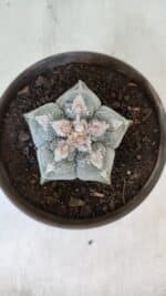 ASTROPHYTUM MYRIOSTIGMA Nº 965  – vaso 15 - Imagem 3