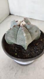 ASTROPHYTUM MYRIOSTIGMA Nº 965 – vaso 15 - Imagem 8