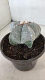 ASTROPHYTUM MYRIOSTIGMA Nº 965 – vaso 15 - Imagem 7