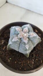 ASTROPHYTUM MYRIOSTIGMA Nº 965  – vaso 15 - Imagem 10