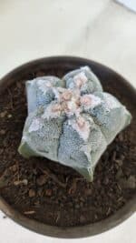 ASTROPHYTUM MYRIOSTIGMA Nº 965  – vaso 15 - Imagem 9