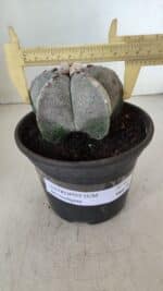 ASTROPHYTUM MYRIOSTIGMA Nº 965 – vaso 15 - Imagem 4