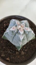 ASTROPHYTUM MYRIOSTIGMA Nº 965  – vaso 15 - Imagem 8