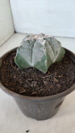 ASTROPHYTUM MYRIOSTIGMA Nº 965  – vaso 15 - Imagem 7