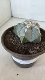 ASTROPHYTUM MYRIOSTIGMA Nº 965  – vaso 15 - Imagem 6