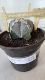 ASTROPHYTUM MYRIOSTIGMA Nº 965  – vaso 15 - Imagem 4