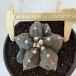ASTROPHYTUM MYRIOSTIGMA Nº 966  – vaso 15