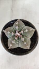 ASTROPHYTUM MYRIOSTIGMA Nº 966 – vaso 15 - Imagem 3