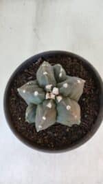 ASTROPHYTUM MYRIOSTIGMA Nº 966  – vaso 15 - Imagem 2