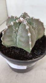 ASTROPHYTUM MYRIOSTIGMA Nº 966 – vaso 15 - Imagem 8