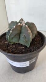 ASTROPHYTUM MYRIOSTIGMA Nº 966  – vaso 15 - Imagem 10