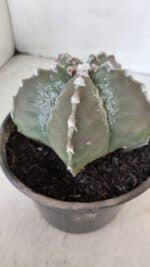 ASTROPHYTUM MYRIOSTIGMA Nº 966 – vaso 15 - Imagem 7