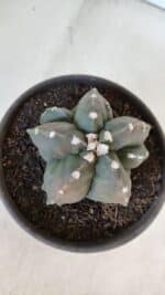 ASTROPHYTUM MYRIOSTIGMA Nº 966  – vaso 15 - Imagem 3