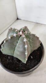 ASTROPHYTUM MYRIOSTIGMA Nº 966 – vaso 15 - Imagem 6