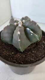 ASTROPHYTUM MYRIOSTIGMA Nº 966  – vaso 15 - Imagem 9