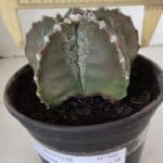 ASTROPHYTUM MYRIOSTIGMA Nº 966 – vaso 15