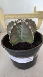 ASTROPHYTUM MYRIOSTIGMA Nº 966 – vaso 15