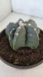 ASTROPHYTUM MYRIOSTIGMA Nº 966  – vaso 15 - Imagem 8