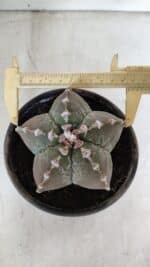 ASTROPHYTUM MYRIOSTIGMA Nº 966 – vaso 15 - Imagem 5