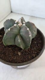 ASTROPHYTUM MYRIOSTIGMA Nº 966  – vaso 15 - Imagem 7