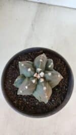 ASTROPHYTUM MYRIOSTIGMA Nº 966  – vaso 15 - Imagem 6