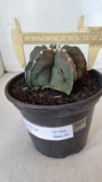 ASTROPHYTUM MYRIOSTIGMA Nº 966  – vaso 15 - Imagem 5