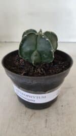 ASTROPHYTUM MYRIOSTIGMA Nº 967 – vaso 11 - Imagem 2