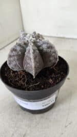 ASTROPHYTUM MYRIOSTIGMA Nº 967 – vaso 11 - Imagem 6