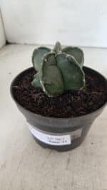 ASTROPHYTUM MYRIOSTIGMA Nº 967 – vaso 11 - Imagem 8