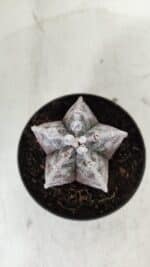 ASTROPHYTUM MYRIOSTIGMA Nº 967 – vaso 11 - Imagem 3