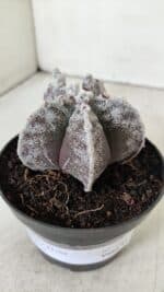 ASTROPHYTUM MYRIOSTIGMA Nº 967 – vaso 11 - Imagem 9