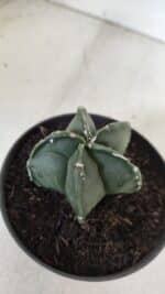 ASTROPHYTUM MYRIOSTIGMA Nº 967 – vaso 11 - Imagem 7