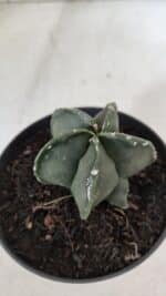 ASTROPHYTUM MYRIOSTIGMA Nº 967 – vaso 11 - Imagem 6