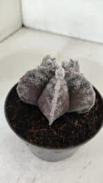 ASTROPHYTUM MYRIOSTIGMA Nº 967 – vaso 11 - Imagem 7