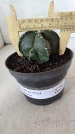 ASTROPHYTUM MYRIOSTIGMA Nº 967 – vaso 11 - Imagem 4