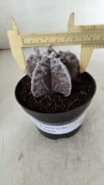 ASTROPHYTUM MYRIOSTIGMA Nº 967 – vaso 11 - Imagem 4