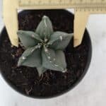 ASTROPHYTUM MYRIOSTIGMA Nº 967 – vaso 11