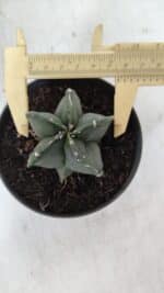 ASTROPHYTUM MYRIOSTIGMA Nº 967 – vaso 11