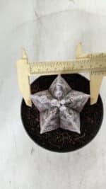 ASTROPHYTUM MYRIOSTIGMA Nº 967 – vaso 11