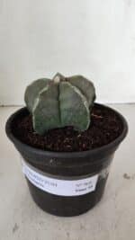 ASTROPHYTUM MYRIOSTIGMA Nº 968 – vaso 15 - Imagem 2